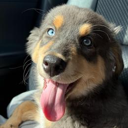 Iron Man - Red tri-color male Australian Shepherd puppy in East Hartford, Connecticut from CT Aussies