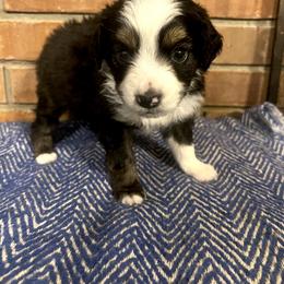 Miniature Australian Shepherd Puppies from Magnolia Aussies