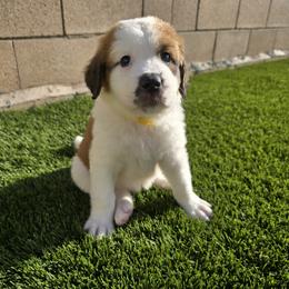Girl 3 - female Saint Berdoodle puppy in Menifee, California from Royal Saint Bernards