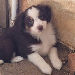 Sally - Red tri female Miniature Australian Shepherd puppy in Fairview, South Dakota from Dakota Toy Aussies