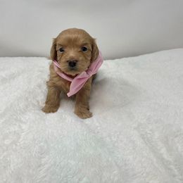 Maltipoo Puppies from Piper N Penny