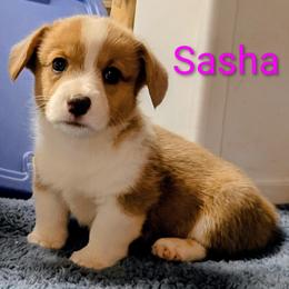 Sasha AKC registered - White and fawn female Pembroke Welsh Corgi puppy in Montgomery County, Tennessee from Anita’s little Corgi Haven