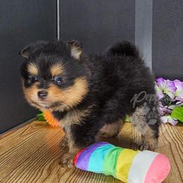 Pepper's Love Buzz - Buzz - Black and tan male Pomeranian puppy in Plant City, Florida from Pepper's Pomeranians