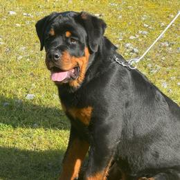 SIERRA - Rottweiler