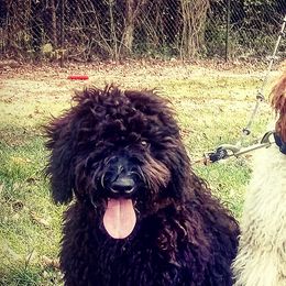 Central Asian Shepherd Dogs and Spanish Water Dogs from Spinaz de Can