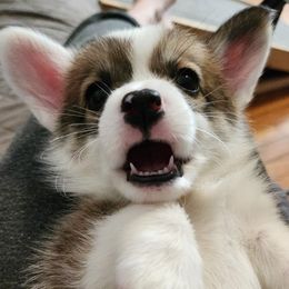 Pembroke Welsh Corgi Puppies from Corgis of Avalon