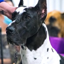 Great Danes from Titanium Danes