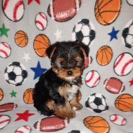 Henry - Black and tan male Yorkshire Terrier puppy in Lapeer, Michigan from Puppy Kisses
