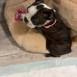 Lazy - Boston Terrier