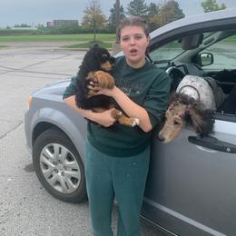 George Clooney - Phantom male Poodle puppy in Mount Gilead, Ohio from Cats Creek Standard Poodles