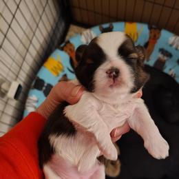 Maggie - Red and white female Shih Tzu puppy in Palmyra, New York from Karen's Tzus of Palmyra-Macedon
