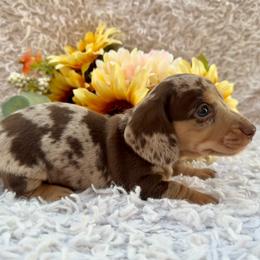 Sporky - Dapple male Dachshund puppy in Colbert, Oklahoma from Brooke Crenshaw