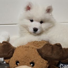 Samoyed Puppies from Snowshoe Samoyeds