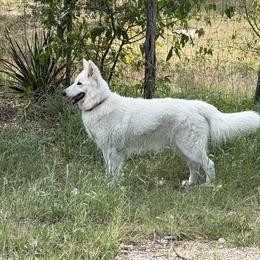 Berger Blanc Suisse and German Shepherd Puppies from Scenic Creek German Shepherds and White Swiss Shepherds
