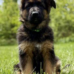 Romy - Black and red female German Shepherd puppy in Johnstown, Ohio from Vom Haus Neufus