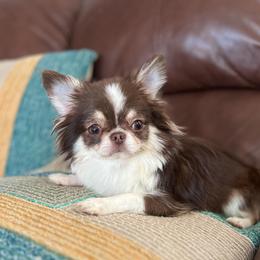 Joseph - Chocolate and white male Chihuahua puppy in Raleigh, North Carolina from Tiny Joy
