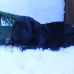 Espresso - Black female Goldendoodle puppy in Arlington, Texas from Chambers Doodle Patch