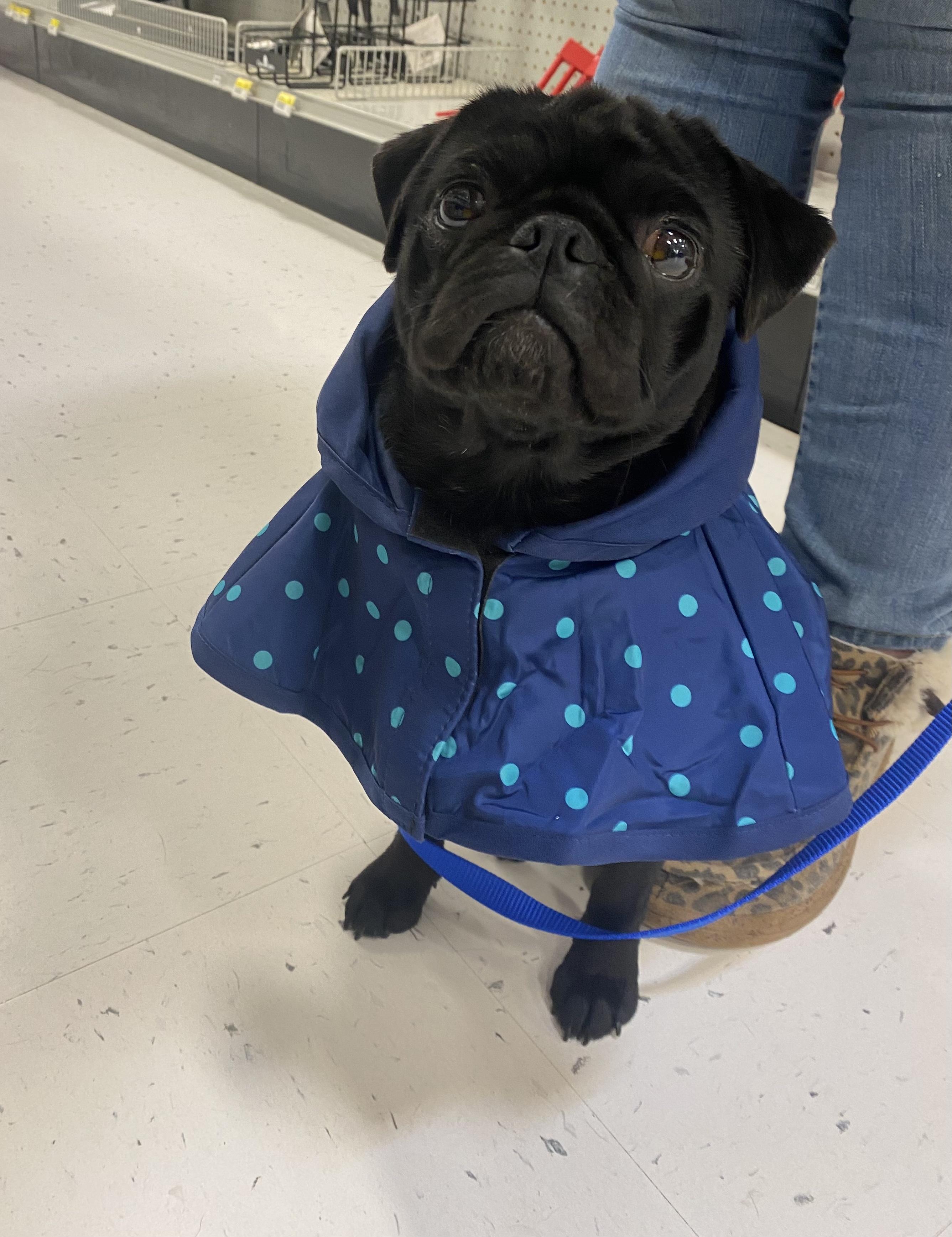 Olive’ia Newton Pug