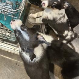 Border Collie Puppies from Bridges Border Collies