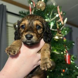 Shaded Red 2nd Born - Red female Dachshund puppy in Rochester, Washington from Curtiss Dachshunds