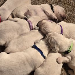 Golden Retriever puppies from Fiddle In Gold Retrievers