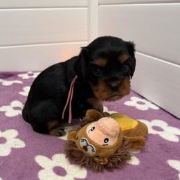 Ella - Black and tan female Cavalier King Charles Spaniel puppy in Ocala, Florida from Ray of Sunshine Spaniels LLC