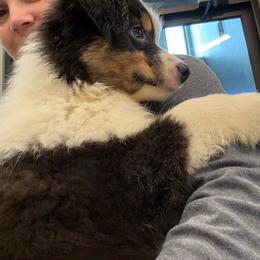 Saucy - Black tri-color female Australian Shepherd puppy in Muncie, Indiana from Gemfire Australian Shepherds