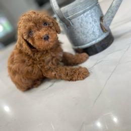 Cockapoo Puppies from Doodle Corner