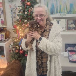 EmmaLou - Chocolate and tan female Yorkshire Terrier puppy in Jacksonville, Florida from Lisa's Yorkshire Terriers