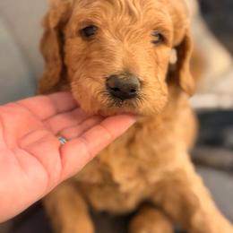 Black collar boy - Gold male Labradoodle puppy in Pollock Pines, California from Goindoodles