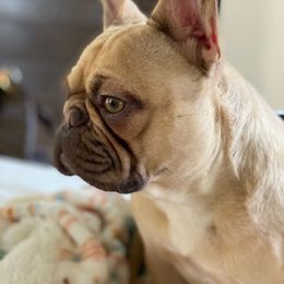 French Bulldog All Grown Up from The Frenchie Manor