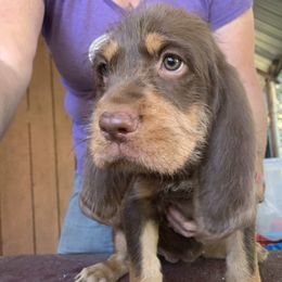 Basset Fauve de Bretagne and Otterhound Puppies from Briarroot Kennel