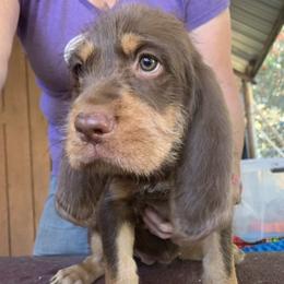 Basset Fauve de Bretagne and Otterhound Puppies from Briarroot Kennel