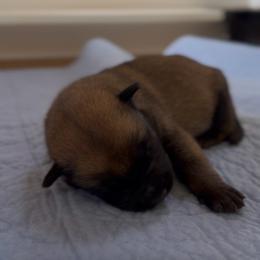 Sable Male (reserved - next litter Oct) - Fawn sable male Belgian Malinois puppy in Columbia, South Carolina from Kaizen Ruach Malinois