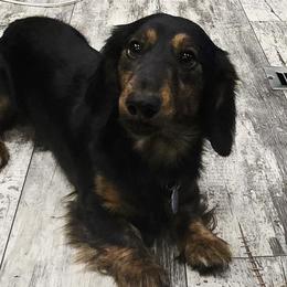 Bruce - Dachshund