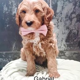 Gabriel - Apricot male Goldendoodle puppy in Pasco, Washington from Camp Doodle Woods
