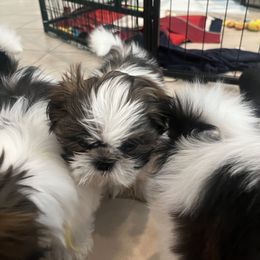 Shih Tzu Puppies from Ashley Haynes