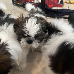 Shih Tzu Puppies from Ashley Haynes