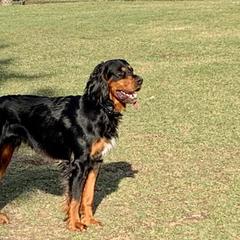 Gordon Setters from Jackie Watson