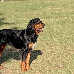 Gordon Setters from Jackie Watson