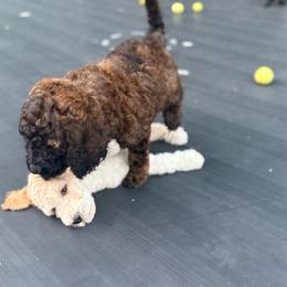 Bane - Cafe au lait male Poodle puppy in Redding, California from Canyon Creek Kennels