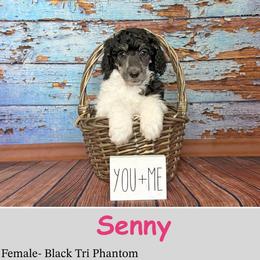 Senny - Phantom female Poodle puppy in Kenyon, Minnesota from Country Breeze Poodles