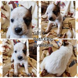 Girl 1 - Red mottled female Australian Cattle Dog puppy in Bradford, Arkansas from Cedar Rock Heelers and Kelpies