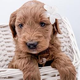 Star - Red  female Goldendoodle puppy in Mecklenburg County, North Carolina from Rustic Road Doodles