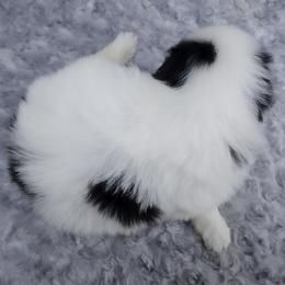 Girl 3 - Black tan and white female Japanese Chin puppy in Johnson City, Tennessee from Erin & Friends Japanese Chin