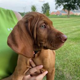 Vizsla Puppies from Legacy Vizslas - Zionsville, Indiana