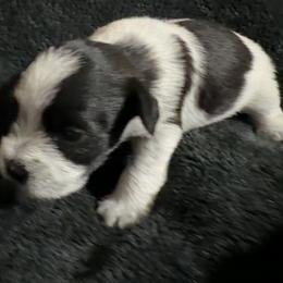 Bella-Girl 1 - Parti female Miniature Schnauzer puppy in Sacramento, California from Valdez Mini Schnauzers
