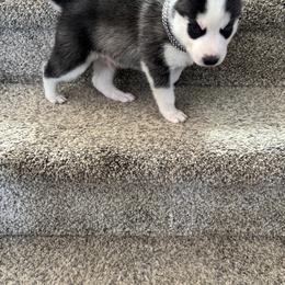 Siberian Husky Puppies from Hito's Huskies