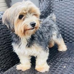 Lady - Yorkshire Terrier
