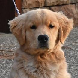 Golden Retrievers from Suntory Goldens